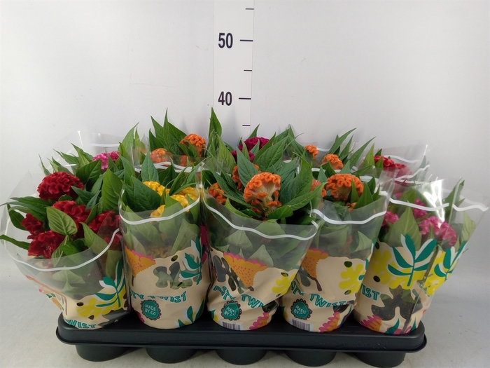 <h4>Celosia arg. CR 'Twisted'   ...mix</h4>