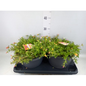 Portulaca   ...mix