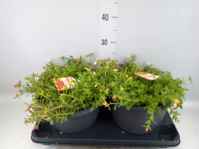 <h4>Portulaca   ...mix</h4>