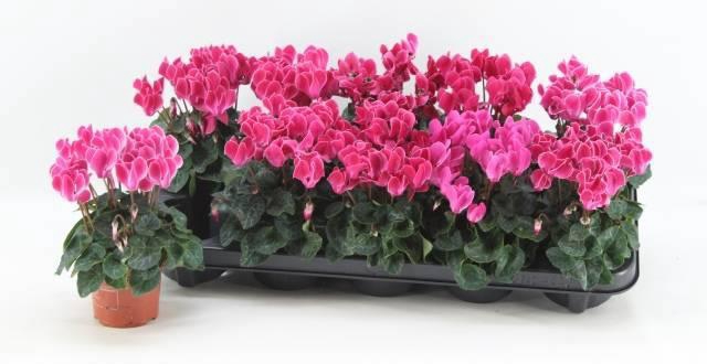 <h4>CYCL KL SUP VERANO</h4>