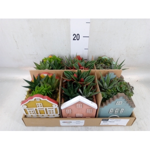 Arr.   Kamerplant Groen L%