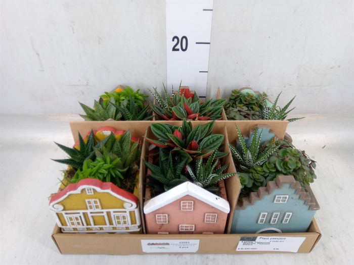 <h4>Arr.   Kamerplant Groen L%</h4>