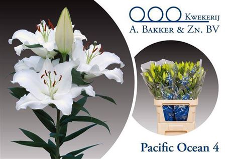 <h4>Li Or Pacific Ocean</h4>