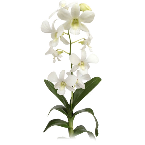 DENPHALAEN P12 BRANCO