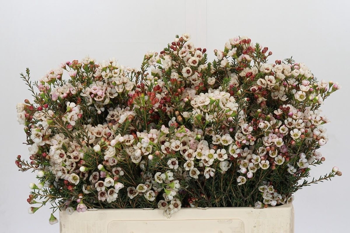 <h4>Chamelaucium Ella</h4>