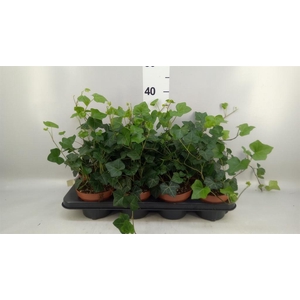 Hedera hibernica