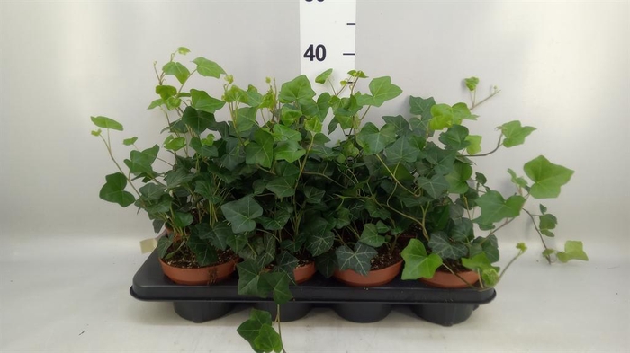 <h4>Hedera hibernica</h4>