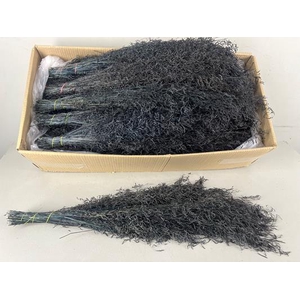 Df Munni Grass 100gr Black