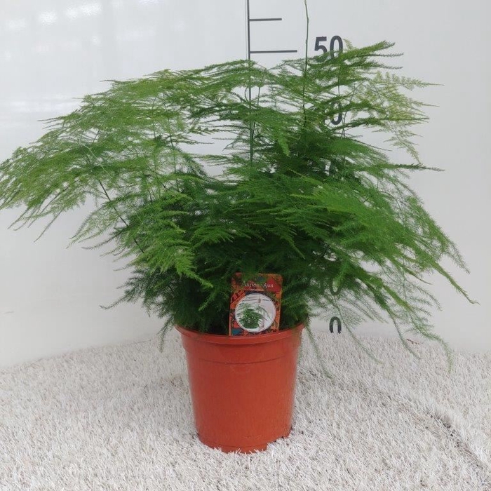 <h4>Asparagus setaceus</h4>
