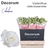 Lisianthus Celeb chrystal 70cm