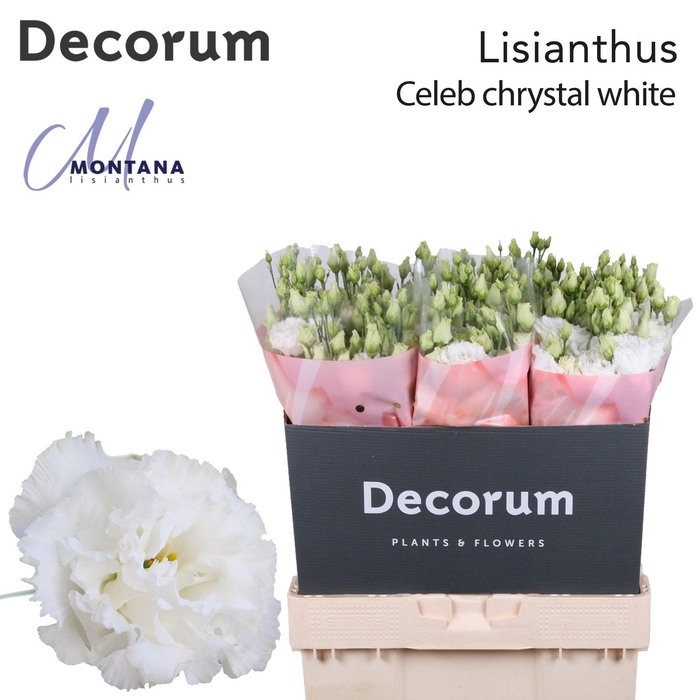 <h4>Lisianthus Celeb chrystal 70cm</h4>