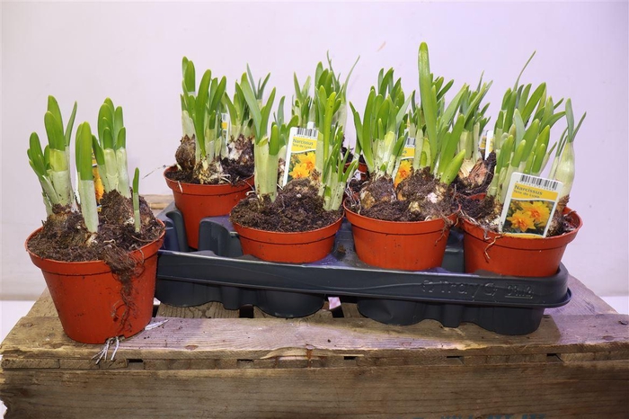 <h4>arr8 Narc Tete De Luxe</h4>