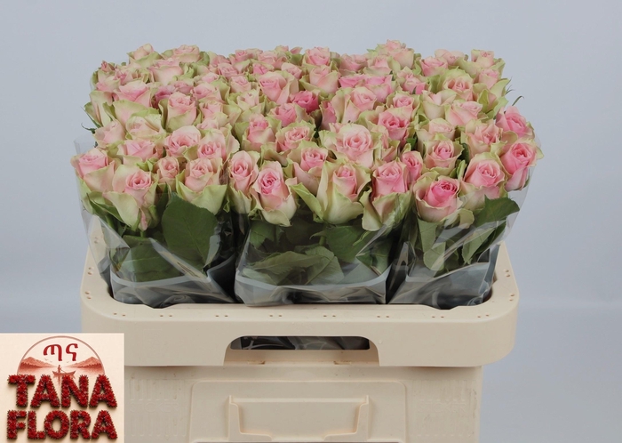 <h4>R GR BELLE ROSE</h4>