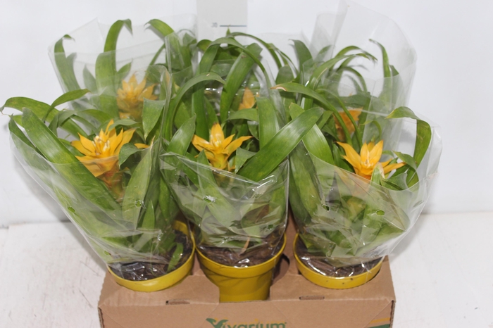 <h4>GUZM. AMARELA P12</h4>