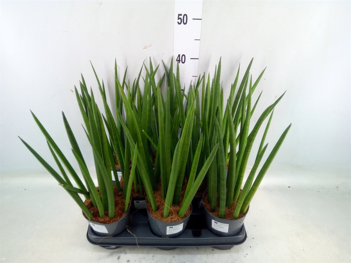 <h4>Sansevieria cyl.  ...</h4>