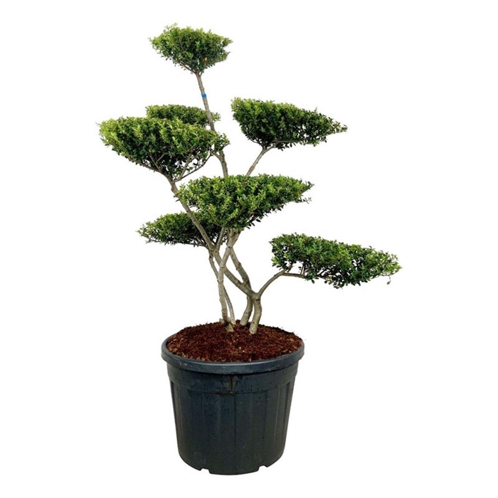 <h4>Ilex crenata 'Green Hedge'</h4>