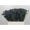 Eryngium Blue Dynamite