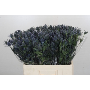 Eryngium Blue Dynamite