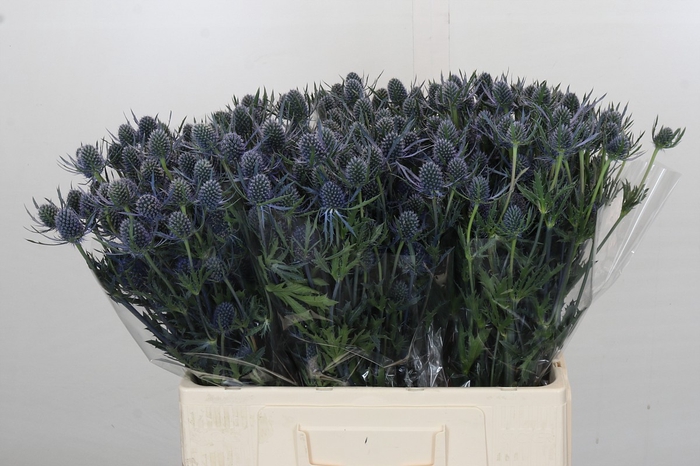 <h4>Eryngium Blue Dynamite</h4>