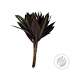 Cordyline Red Top 52cm