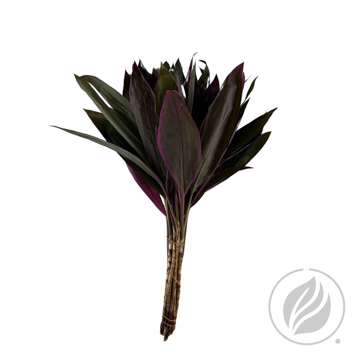 Cordyline Red Top 52cm