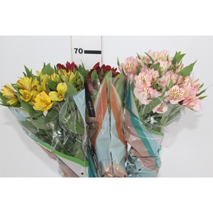 ALSTROEMERIA VARIADO 070 CM