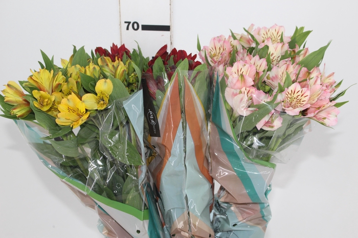 <h4>ALSTROEMERIA VARIADO 070 CM</h4>