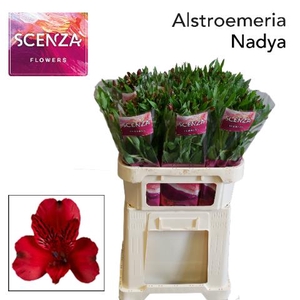 ALSTR NADYA