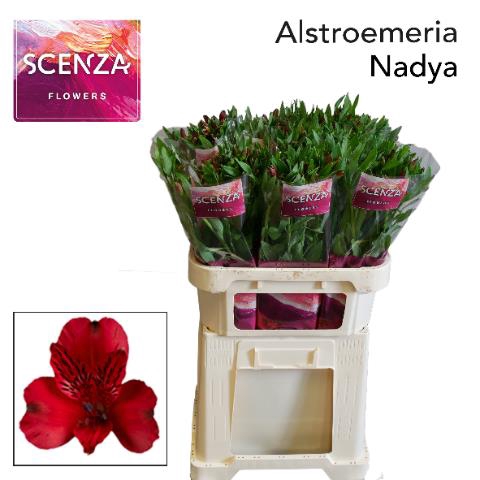 ALSTR NADYA
