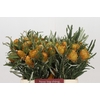 Banksia Dryandra