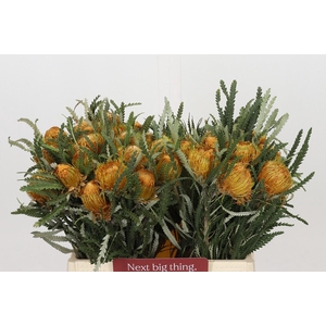 Banksia Dryandra