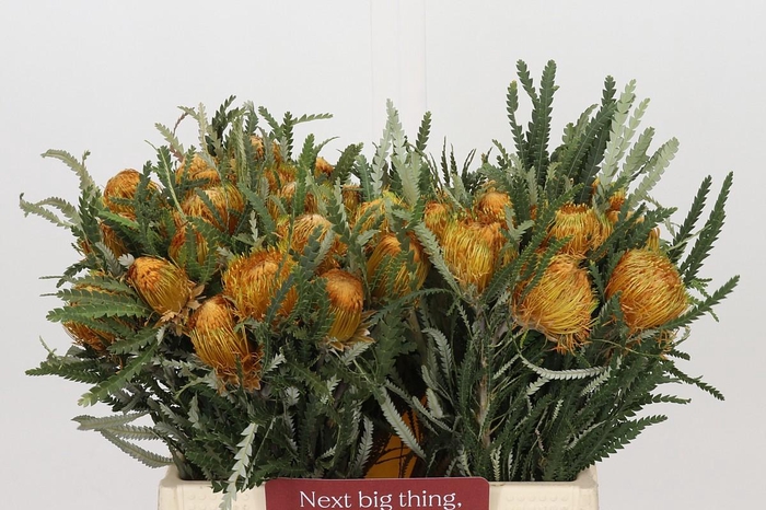 <h4>Banksia Dryandra</h4>