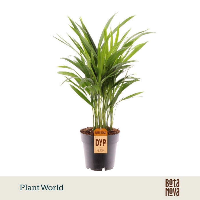 <h4>Chrysalidocarpus</h4>