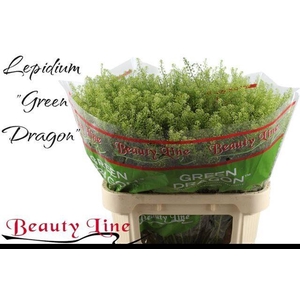 LEP VI GREEN DRAGON