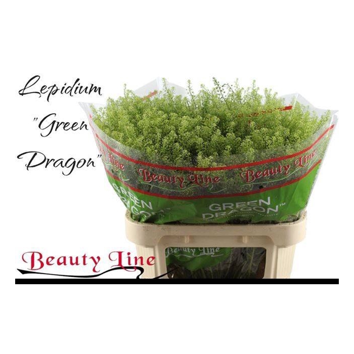 <h4>LEP VI GREEN DRAGON</h4>
