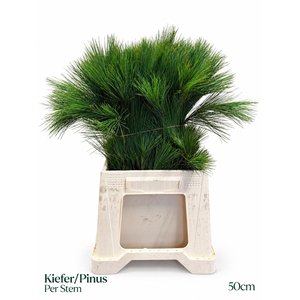 PINUS STROBUS
