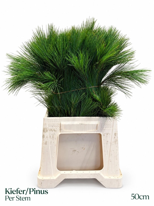 <h4>PINUS STROBUS</h4>