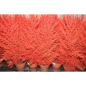 TUIA HOLANDESA COLOURS P14