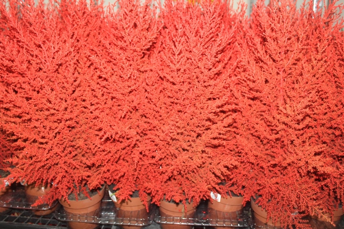 <h4>TUIA HOLANDESA COLOURS P14</h4>