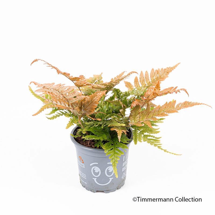 <h4>DRYOPTERIS ERYTHROSORA</h4>