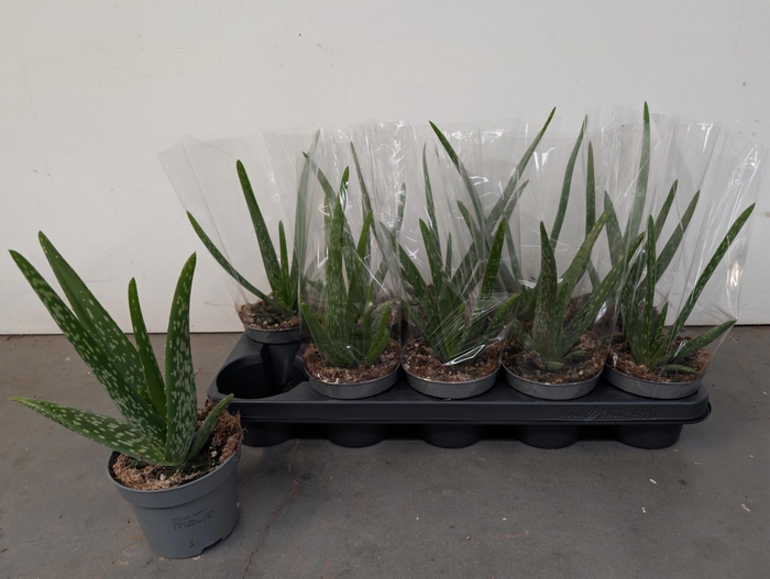 <h4>ALOE VERA</h4>