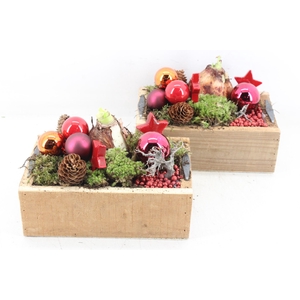 arr4 Amaryllis MB - Kistje kl. 338/4 Red