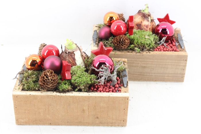 <h4>arr4 Amaryllis MB - Kistje kl. 338/4 Red</h4>