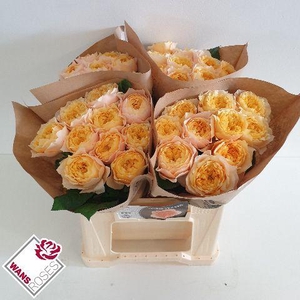 R GR GOLDEN VUVUZELA .