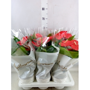 Anthurium andr. 'Minnesota'