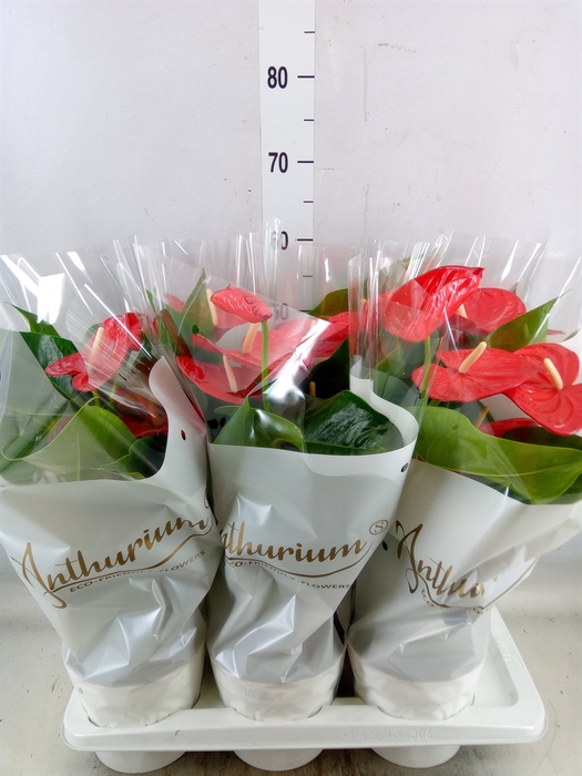 <h4>Anthurium andr. 'Minnesota'</h4>