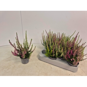 !! PROMO !! CALLU MINI TRIO