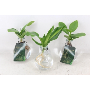 arr3 VDE - Glas Samoa helder