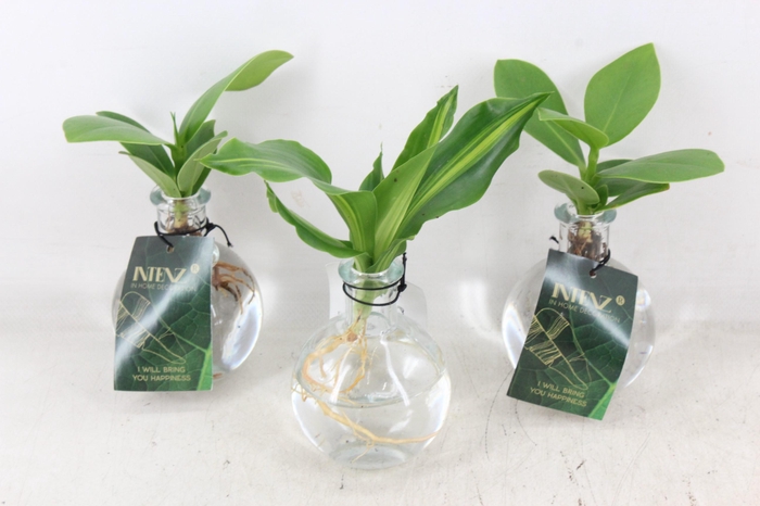 <h4>arr3 VDE - Glas Samoa helder</h4>