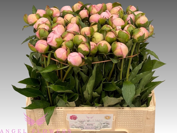 <h4>PAEO L ALERTIE</h4>